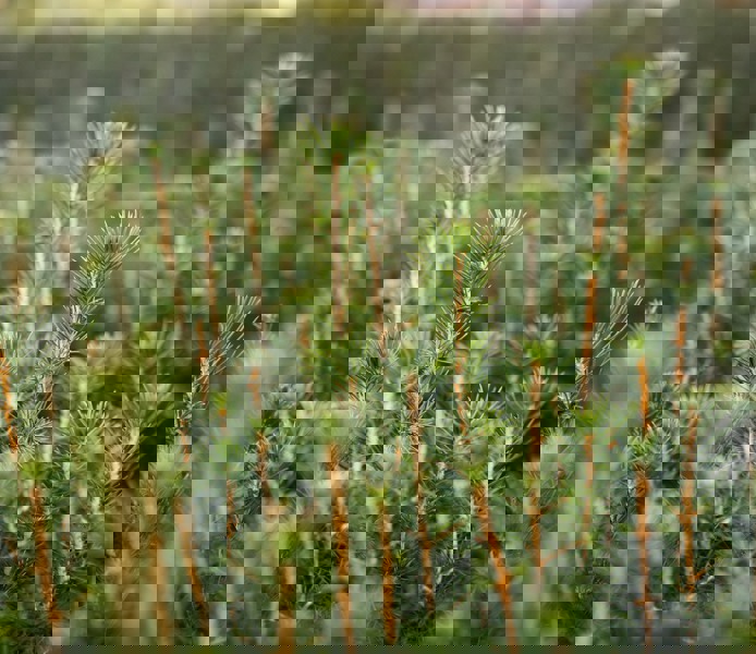 Granplantor i närbild.